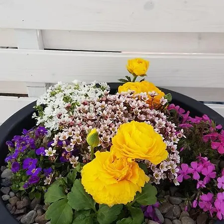 롯지 Kaper 카르비아